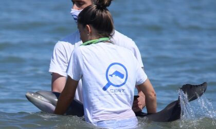 Cucciolo di delfino muore dopo aver perso il suo branco ed essersi spiaggiato