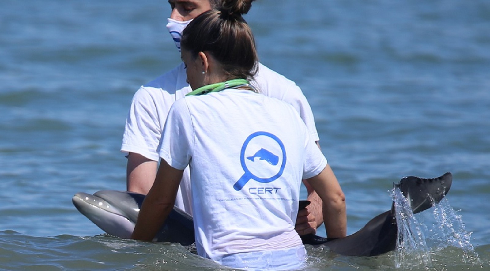 Cucciolo di delfino muore dopo aver perso il suo branco ed essersi spiaggiato