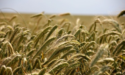 Inizia la raccolta del grano, prezzi in rialzo