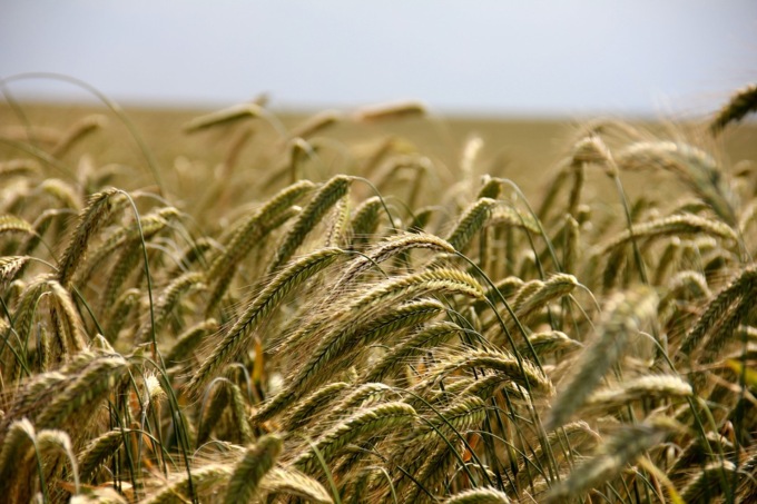 Inizia la raccolta del grano, prezzi in rialzo