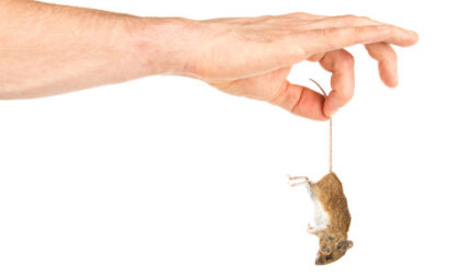 Case popolari infestate dai ratti: per protesta porta topo morto in Comune