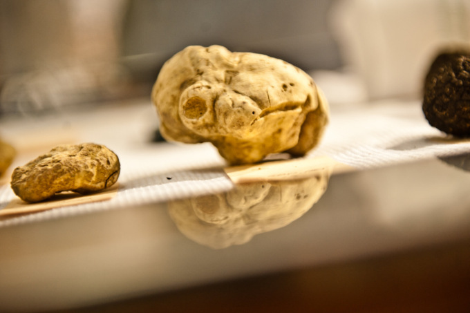 La Fiera del tartufo bianco di Alba è in arrivo