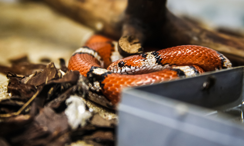 Per disfarsi del terrario dei serpenti, lo svuota nel cassonetto dell’umido