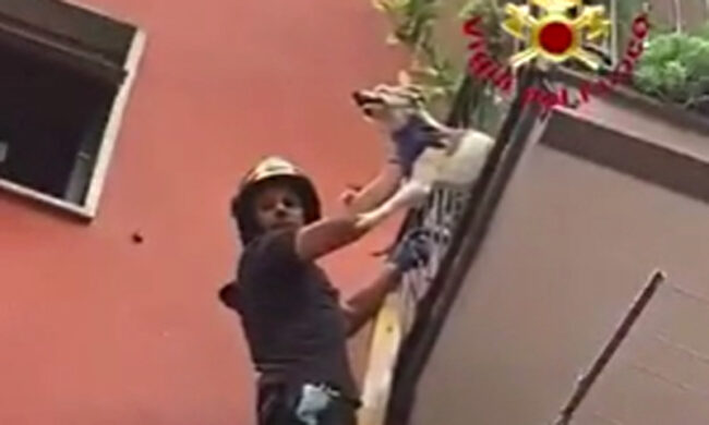 Cane incastrato appeso al balcone: il video del salvataggio dei pompieri