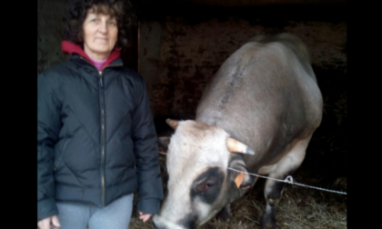 Doppia tragedia: incornata da un toro, travolto dal suo trattore