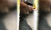 Crollo  Torino, il cane Ettore salvato dopo 30 ore dall'esplosione