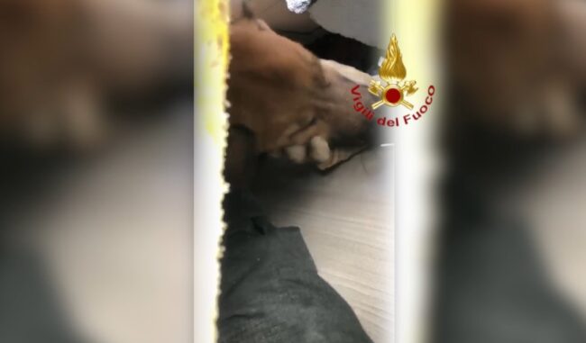 Crollo  Torino, il cane Ettore salvato dopo 30 ore dall’esplosione