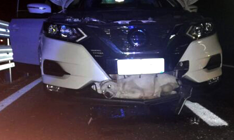 Cane miracolato: investito a 130 km/h si è salvato incastrato nel radiatore