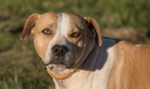 Sessantenne morta sbranata dal suo cane