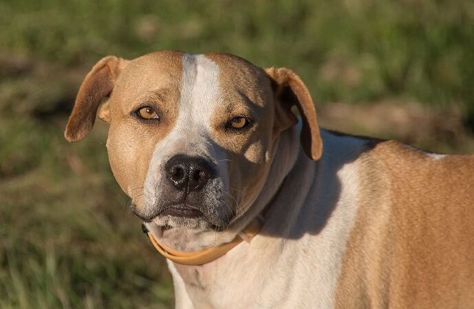 Sessantenne morta sbranata dal suo cane