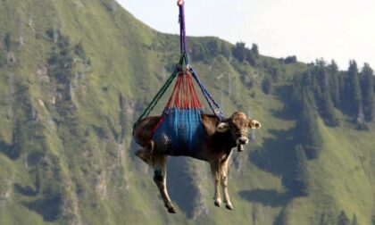 Mucca precipita nel vuoto durante il trasporto veterinario in elicottero
