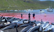 Strage di oltre 1.500 delfini alle Isole Faroe: trascinati a riva e accoltellati