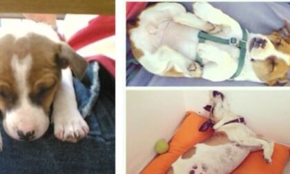 Dopo un litigio per ripicca uccise a colpi di forcone il cane della fidanzata, dopo 7 anni arriva la condanna