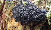 Altro che porcini: le foto del raro fungo trovato nella Bergamasca