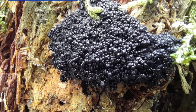 Altro che porcini: le foto del raro fungo trovato nella Bergamasca