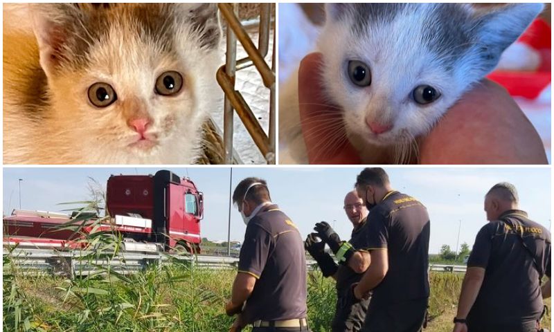 Si può essere così crudeli? Si disfano di un gattino lanciandolo dall’auto in corsa. Ma per fortuna…
