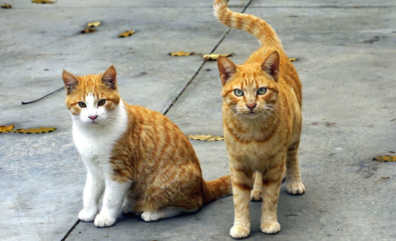 Lesignano, il paese dove spariscono… i gatti