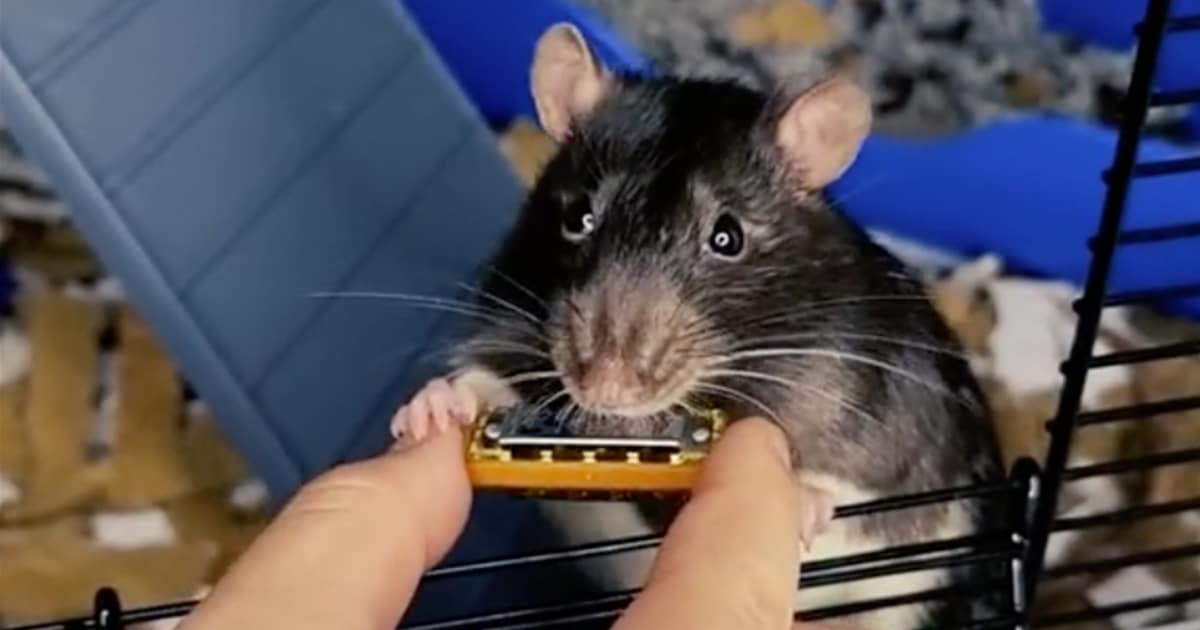 Il video di Mr. Bilk, il topo che suona l’armonica e fa impazzire i social