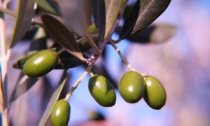 Raccolta delle olive, al via la stagione
