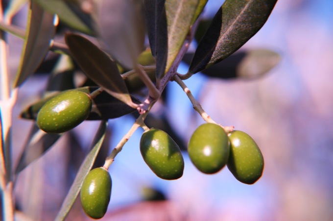 Raccolta delle olive, al via la stagione