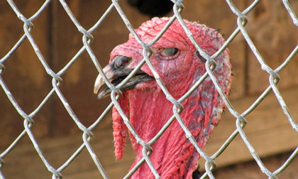 Scoperto focolaio di influenza aviaria: allevamento di tacchini sarà abbattuto