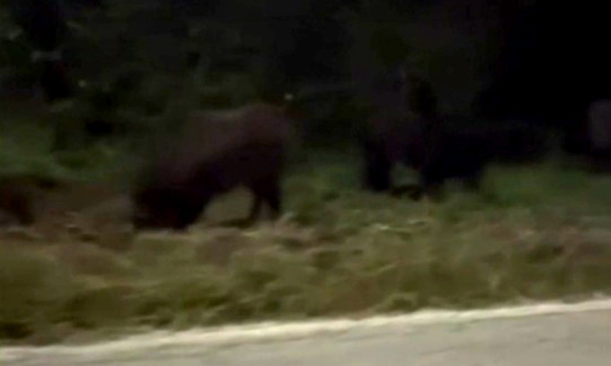 L’impressionante filmato dei cinghiali a bordo strada nel Novarese