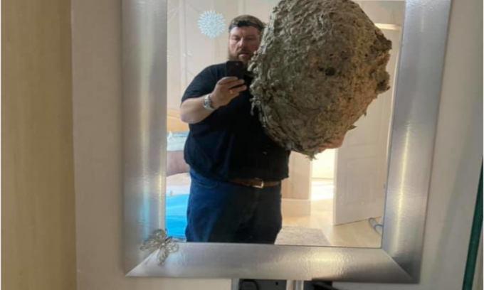 Trova in soffitta un nido gigante che ospita centomila vespe