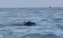 Cinghiale nuota indisturbato nella Laguna di Venezia. E il video diventa virale