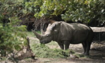 Addio "nonno" Toby: era il rinoceronte più anziano del mondo