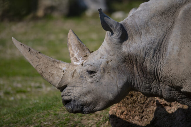 Toby-rinoceronte-bianco-al-Parco-Natura-Viva-650x433