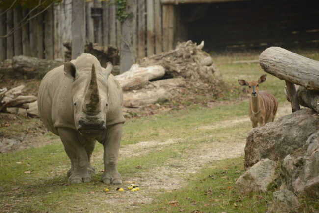 Toby-rinoceronte-bianco-al-Parco-Natura-Viva-con-nyala-650x434