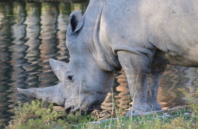 Toby-rinoceronte-bianco-al-Parco-Natura-Viva_2-650x426