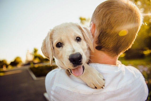 Giornata mondiale del cane 2022: le frasi più celebri dedicate a Fido