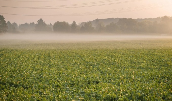 Soleggiato o poco nuvoloso ma arrivano foschia e nebbie | Meteo Lombardia
