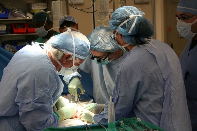 Trapiantato per la prima volta un rene di maiale in un essere umano