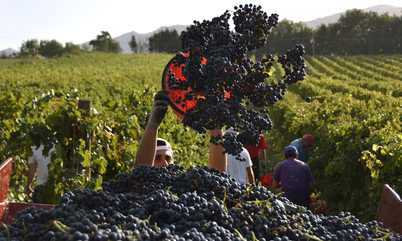 Nuovi focolai Covid arrivano dall’Est: prima le badanti, ora la vendemmia