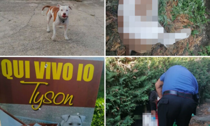 Il cane abbaia, il cacciatore gli spara col fucile e  lo uccide