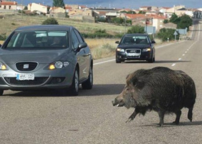 Cinghiale attraversa improvvisamente la strada, tampona un’auto che si schianta contro un albero: morto un 55enne