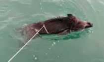 Il video del cinghiale in mare "pescato" col lazo che fa imbestialire gli animalisti