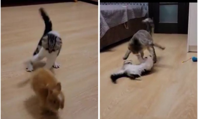 Papà gatto rimprovera il micio che se la stava prendendo con un coniglietto