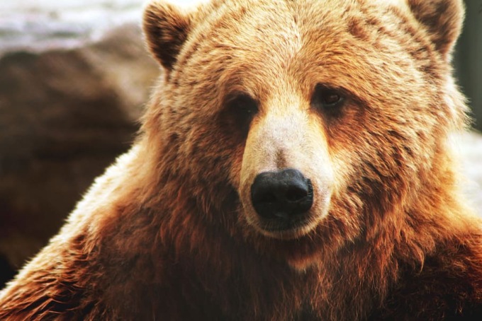 Si trova un orso sul balcone di casa: si salva lanciandosi nel vuoto