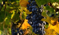 Produzione di vino in calo, la causa è il clima