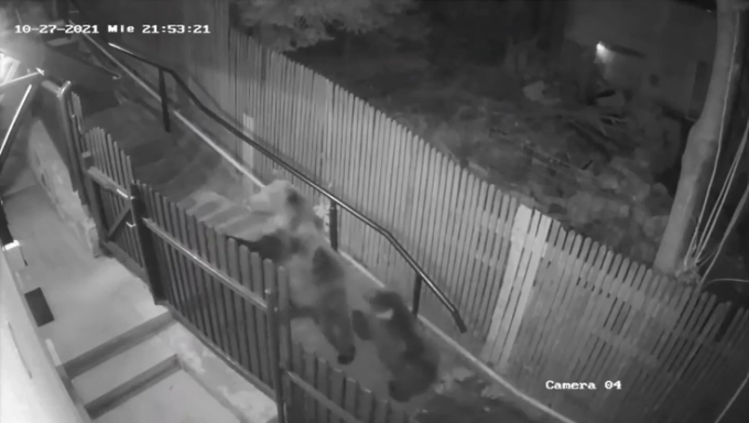 Donna inseguita fino alla porta di casa da due orsi: il video