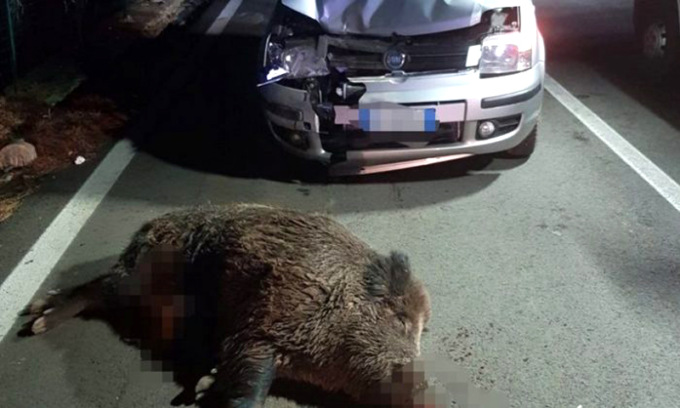 Incidenti con i cinghiali: ora c’è un app che segnala i tratti stradali ad alto rischio