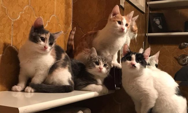 Hai più di tre animali in casa? C’è un Comune dove saresti fuorilegge
