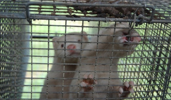 L’Italia vieta gli allevamenti di animali da pelliccia