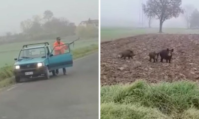 Ferma la Panda, scende e spara ai cinghiali col fucile da caccia