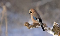 Weekend di stampo invernale ma senza precipitazioni | Meteo Lombardia