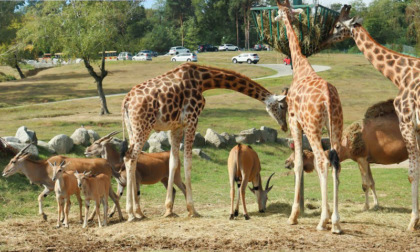 A Natale adotta un animale a distanza del Safari Park Lago Maggiore grazie al ClubMC