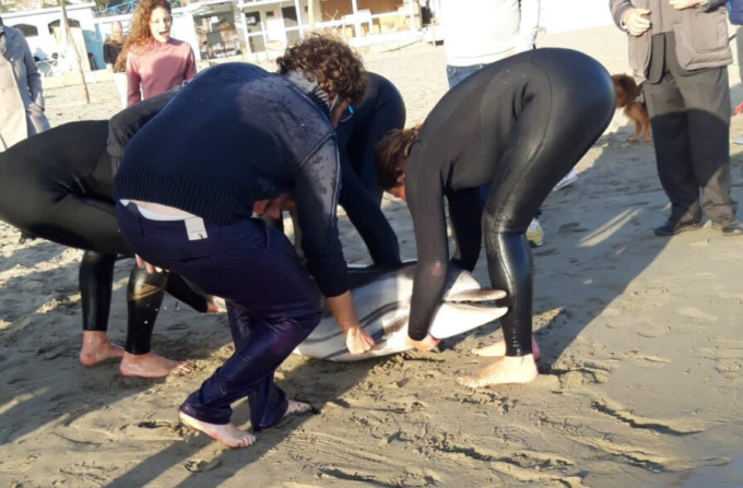 delfino spiaggiato imperia